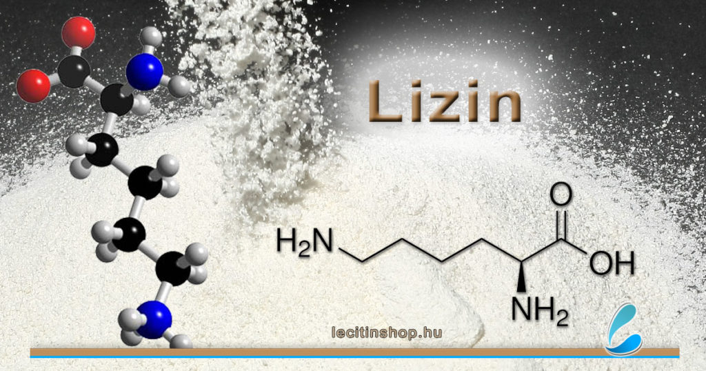 lizin l-lizin esszenciális aminosav hatása adagolása